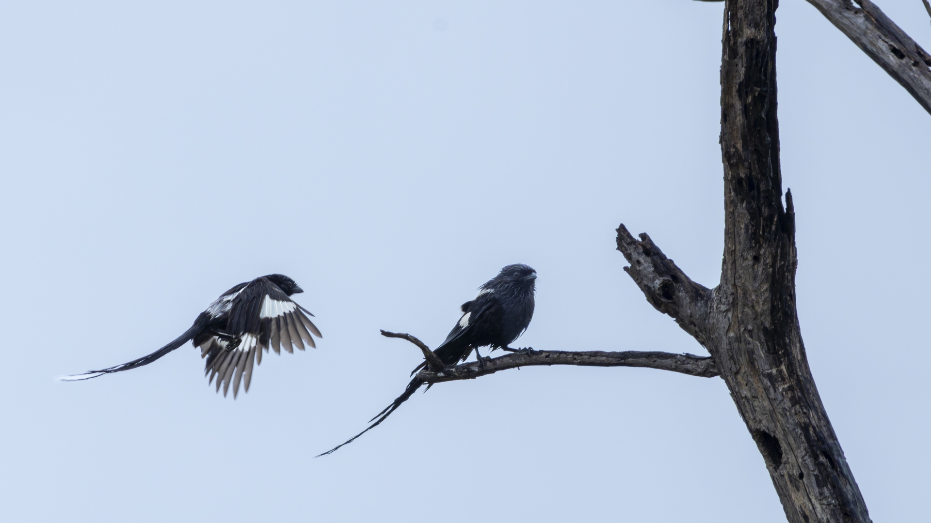 Kruger25 2025 11 03 10 20 55 ILCE 1M2 346